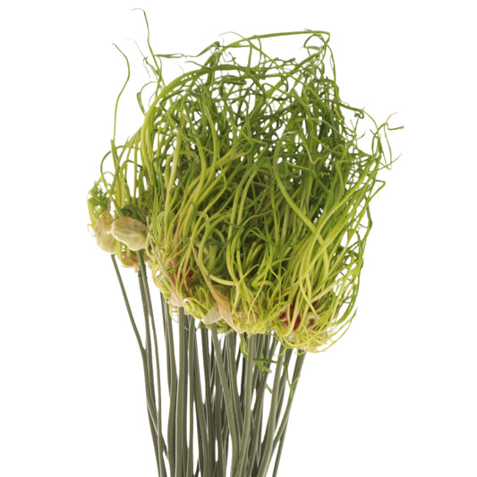 Allium Catweazle Per Stem