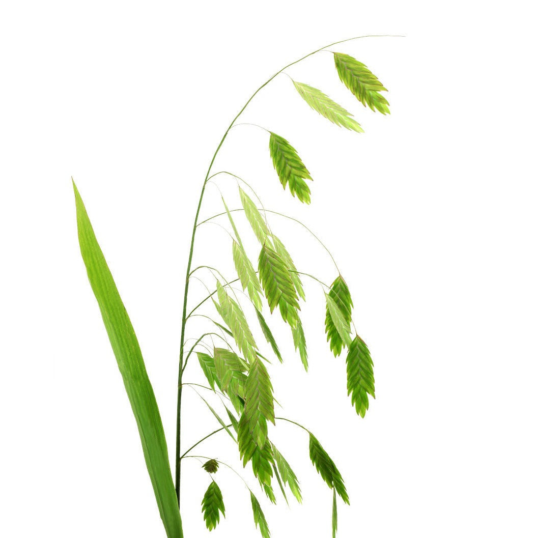 Chasmanthium Latifolium Per Stem