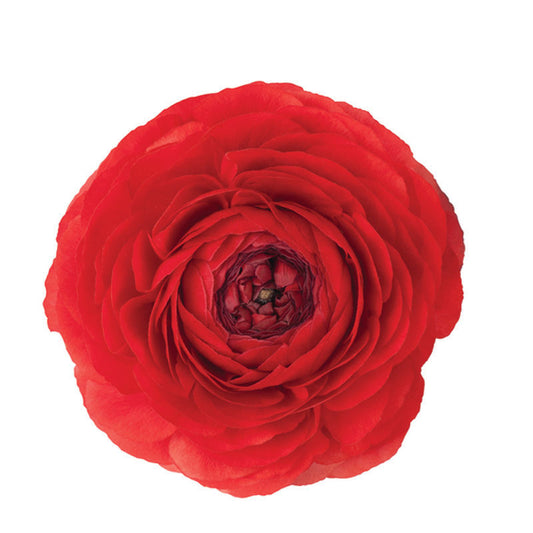 Ranunculus Red Per Stem