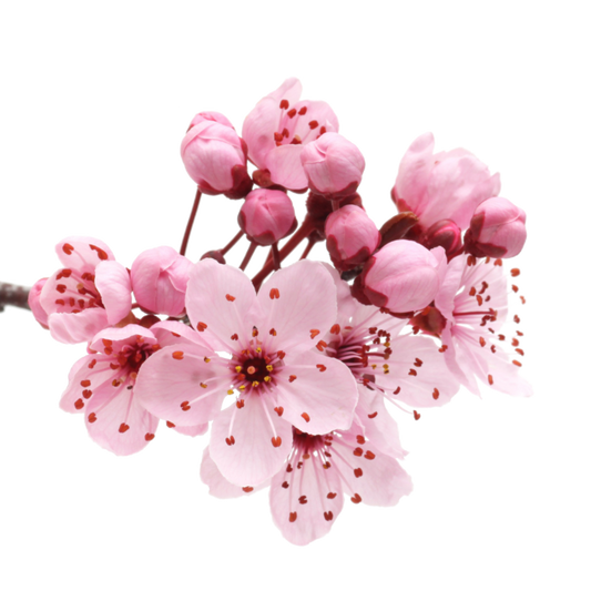 Cherry Blossom Per Stem (Bloom at Home)