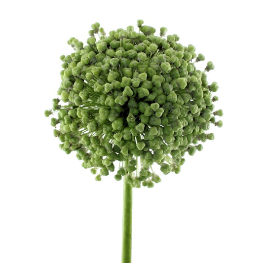 Allium Seedbox Per Stem