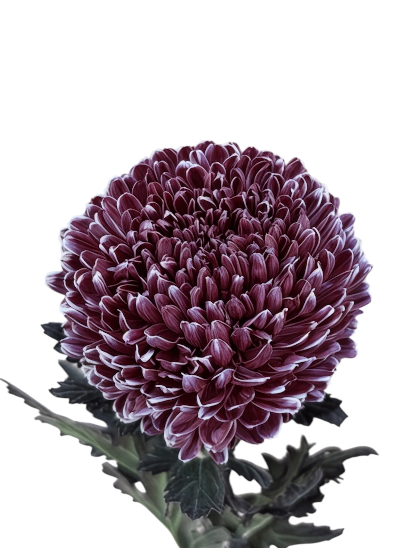 Chrysanthemum Malaysian Tinted Dark Brown Per Stem