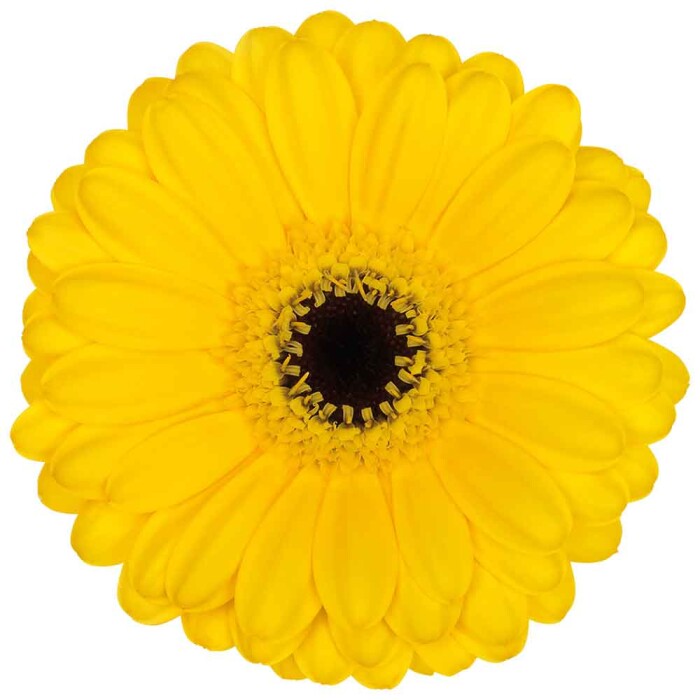 Gerbera Mini Pacman Per Stem