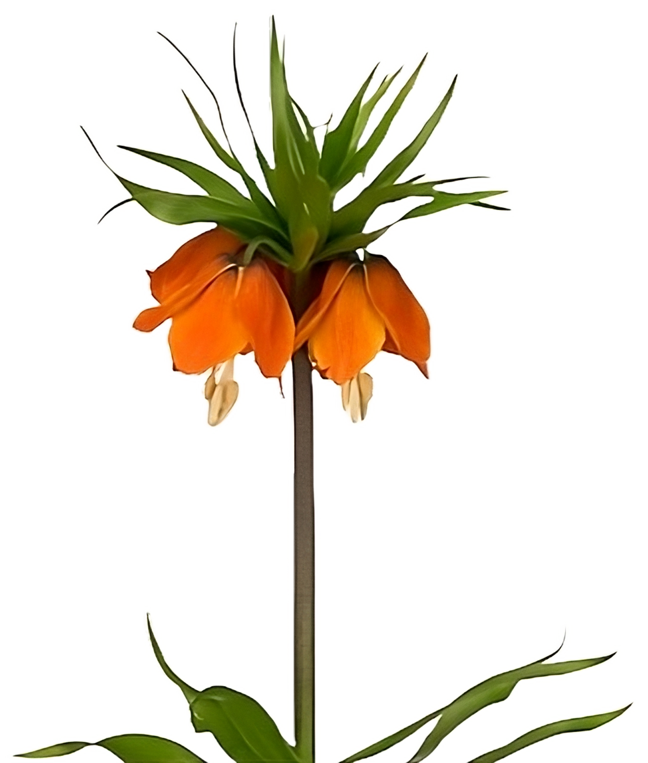 Fritillaria Rubra Maxima Per Stem