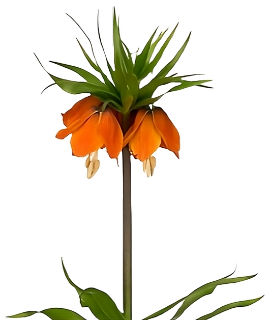 Fritillaria Rubra Maxima Per Stem