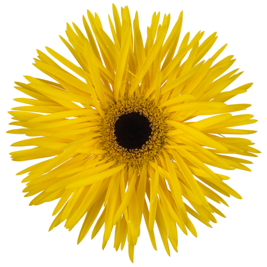 Gerbera Spider Dunga Per Stem