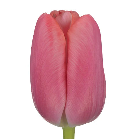 Tulip Single Tresor Per Stem