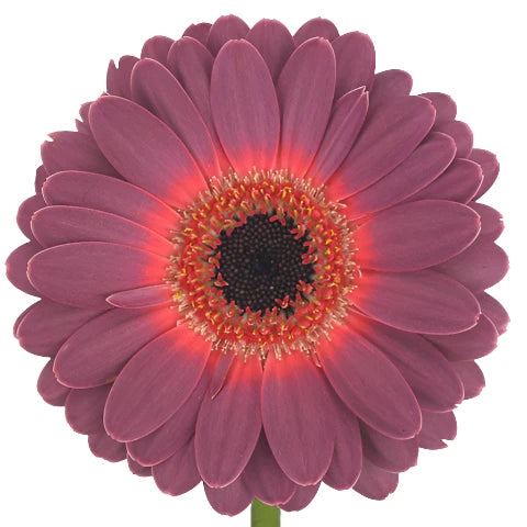 Gerbera Mini Purple Per Stem