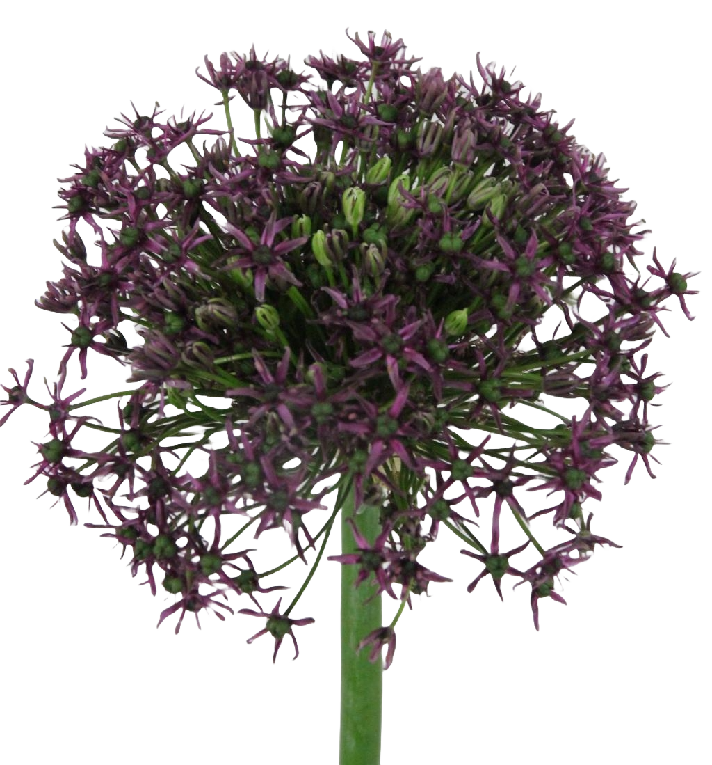 Allium Cherry Per Stem