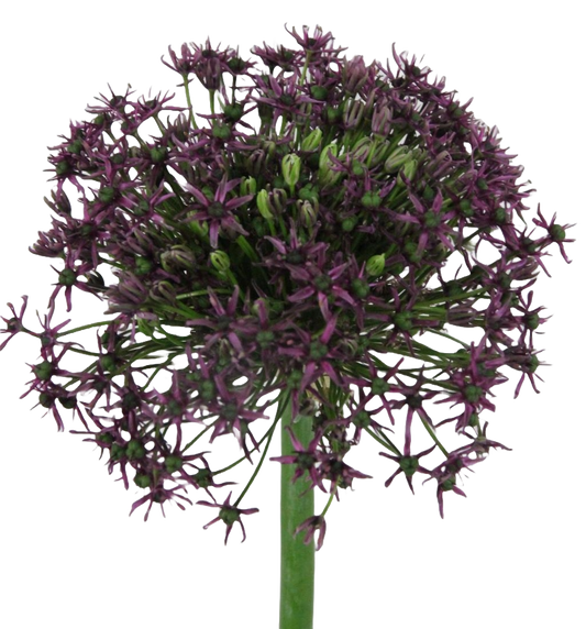 Allium Cherry Per Stem