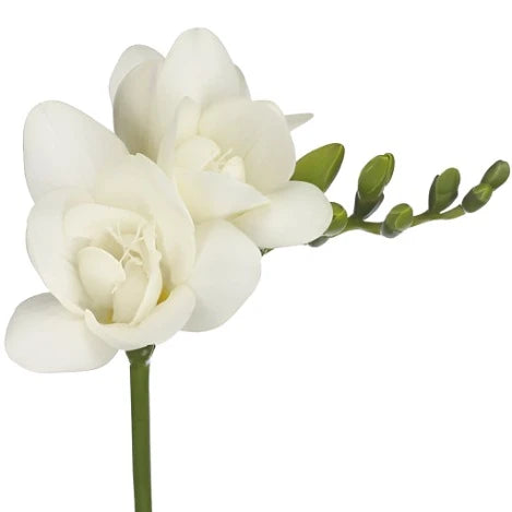 Freesia Double Volante Per Stem