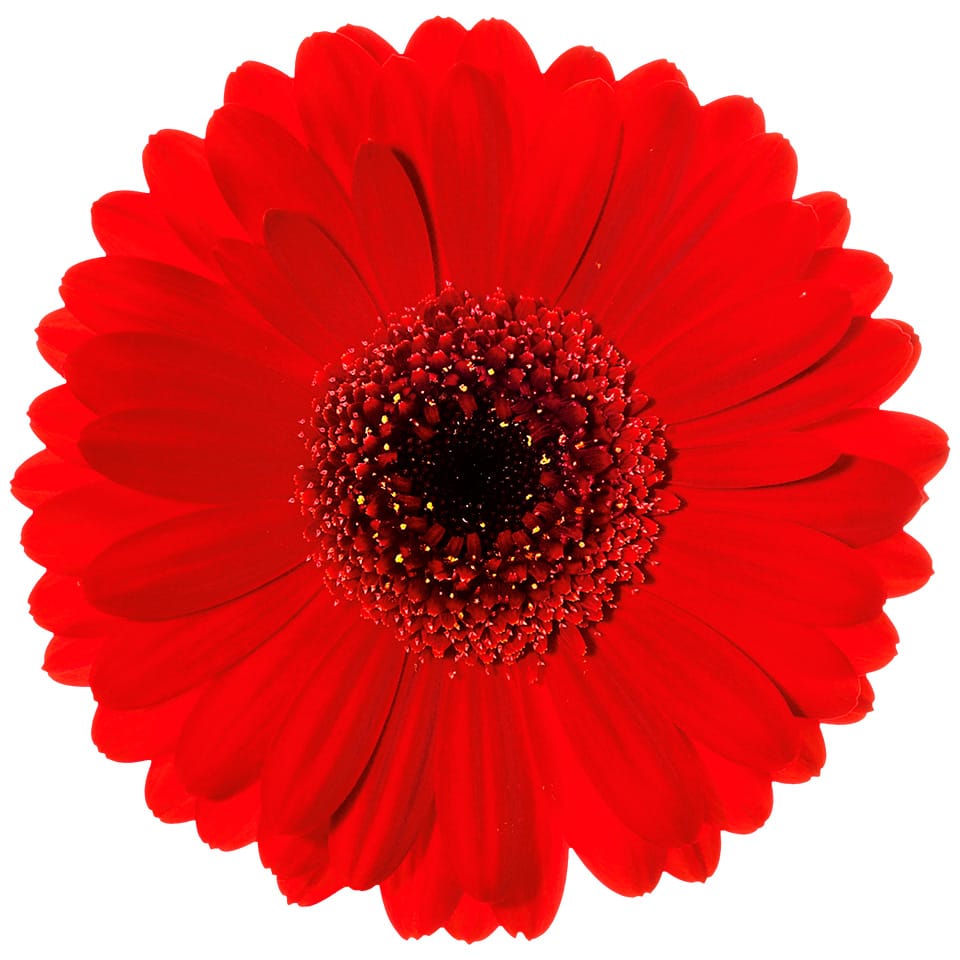 Gerbera Suri Per Stem