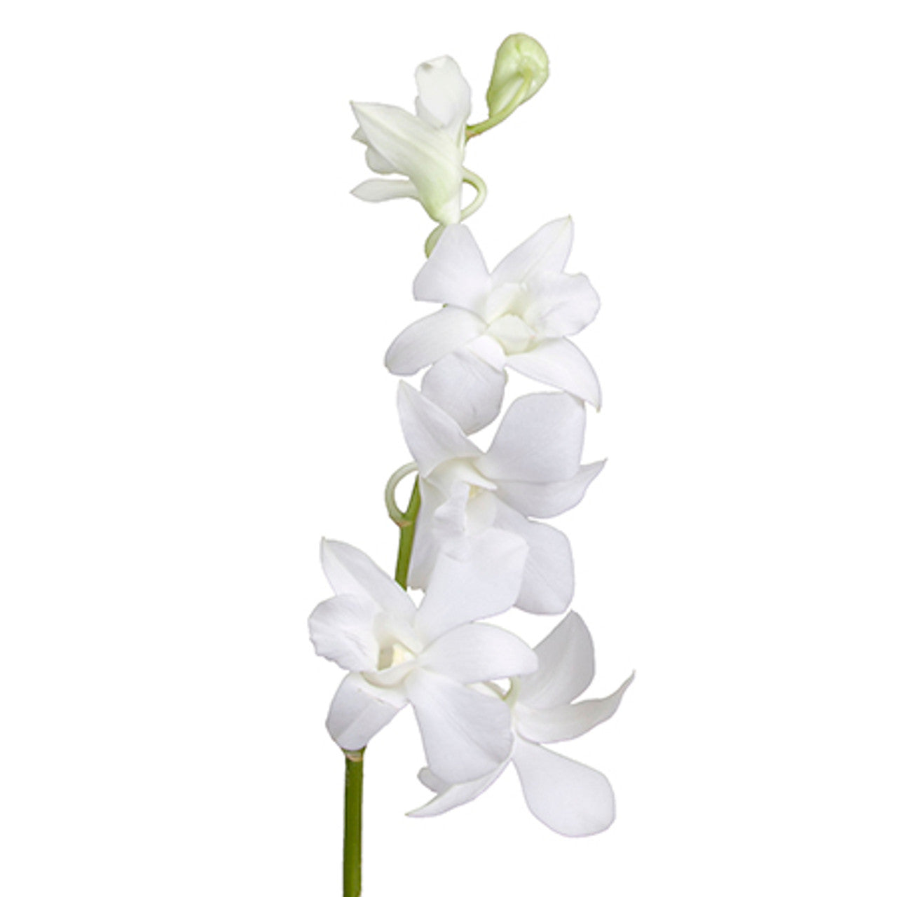 Dendrobium White Per Stem