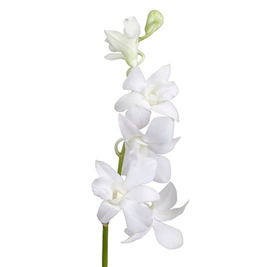 Dendrobium White Per Stem