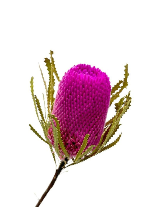 Banksia Fuchsia per Stem