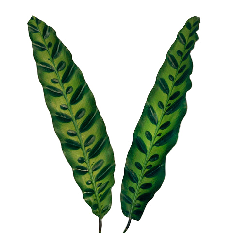 Calathea Lancifolia Per Stem