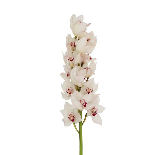 Cymbidium White Per Stem