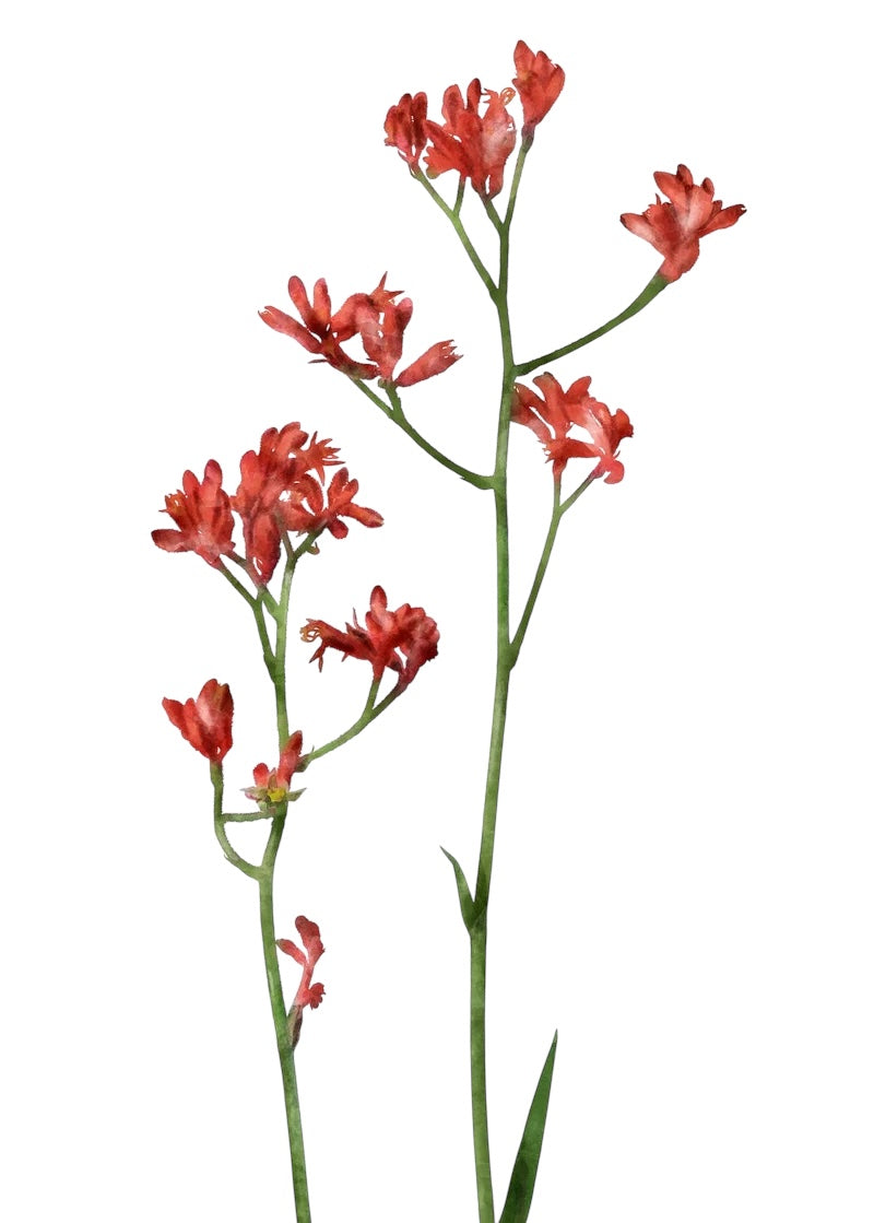 Kangaroo Paw Per Stem