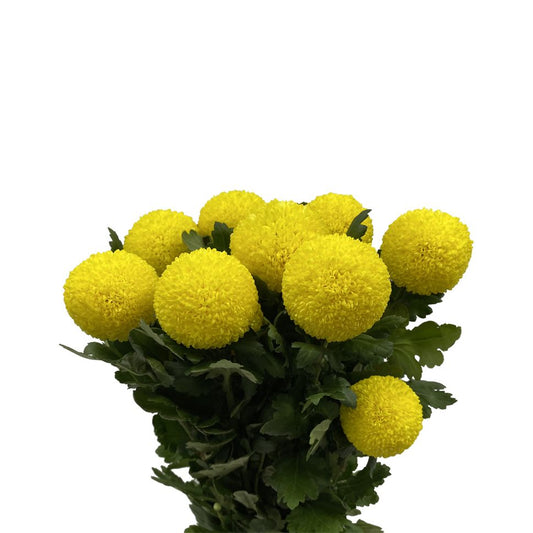 Chrysanthemum Pingpong Yellow Per Stem