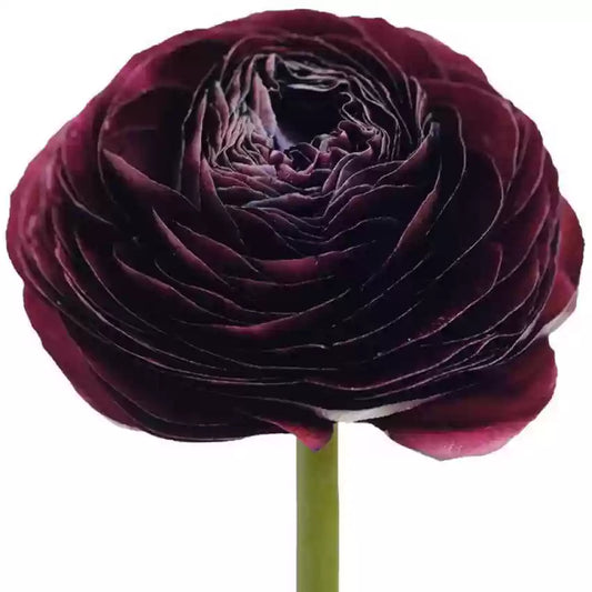 Ranunculus Dark Red Per Stem