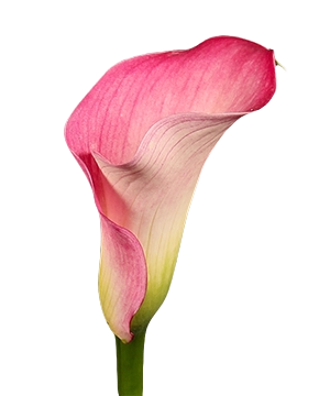 Calla Lily Captain Romance Per Stem