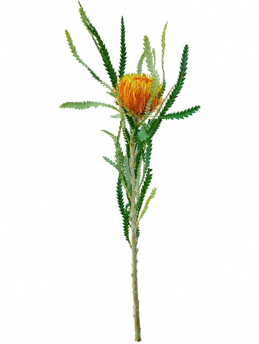 Banksia burnt orange per stem
