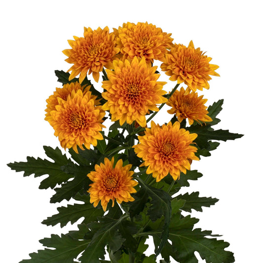 Chrysanthemum santini orange