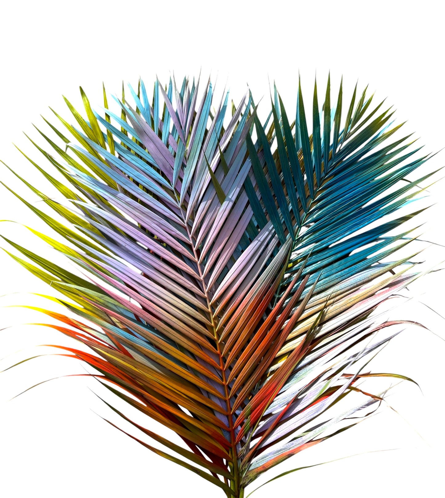 Areca Palm Rainbow Per Stem