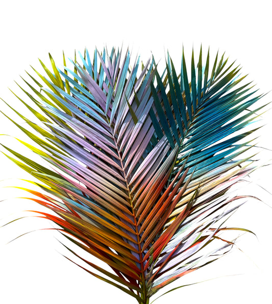Areca Palm Rainbow Per Stem