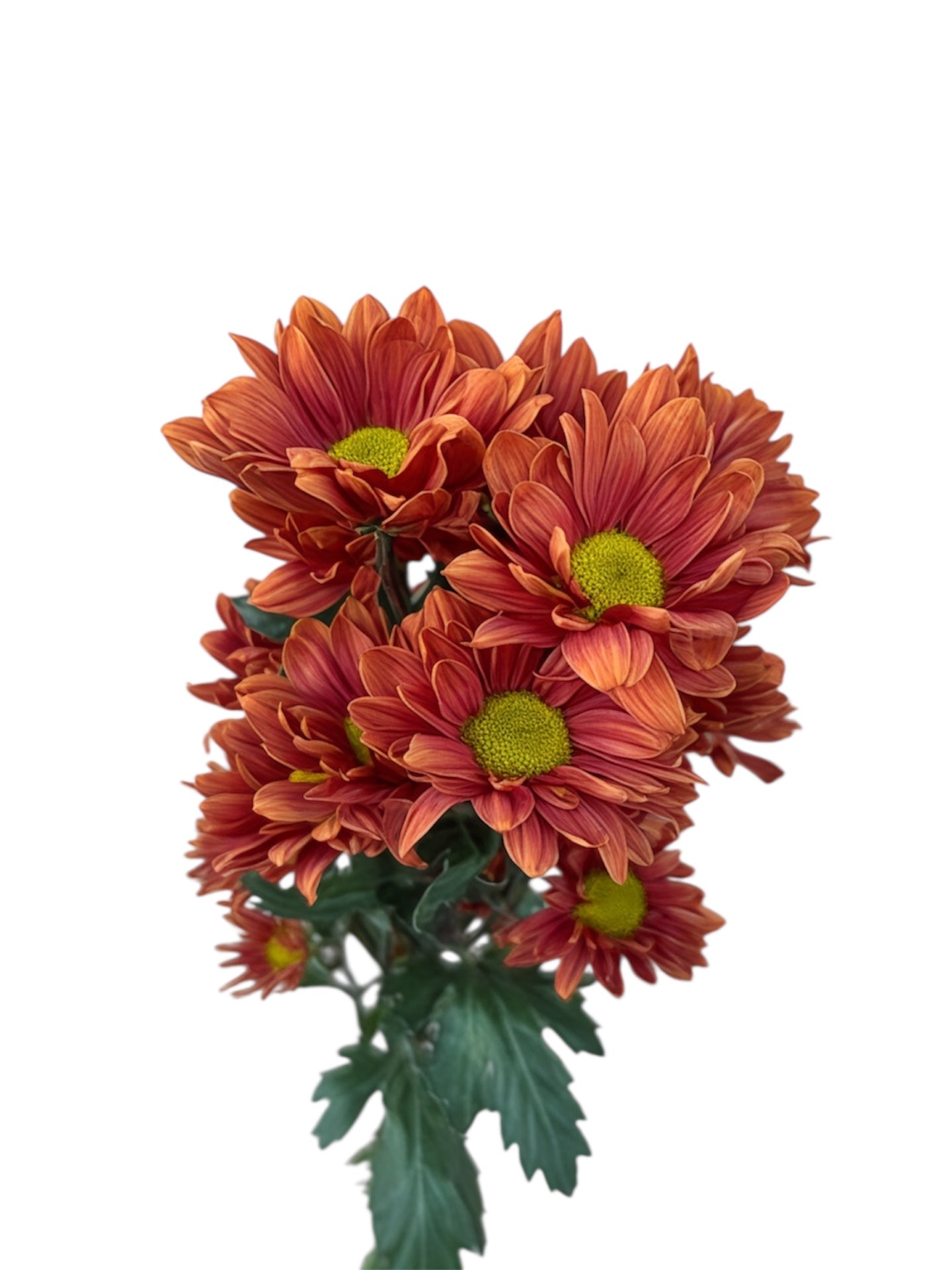 Chrysanthemum Santini Daisy Salmon Per Stem