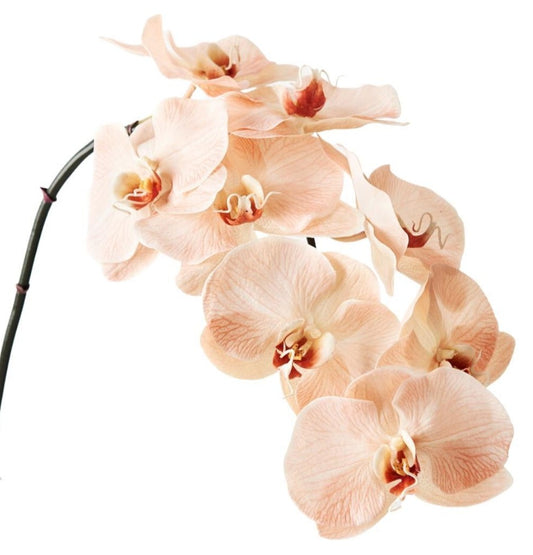 Phalaenopsis Hazel Per Stem