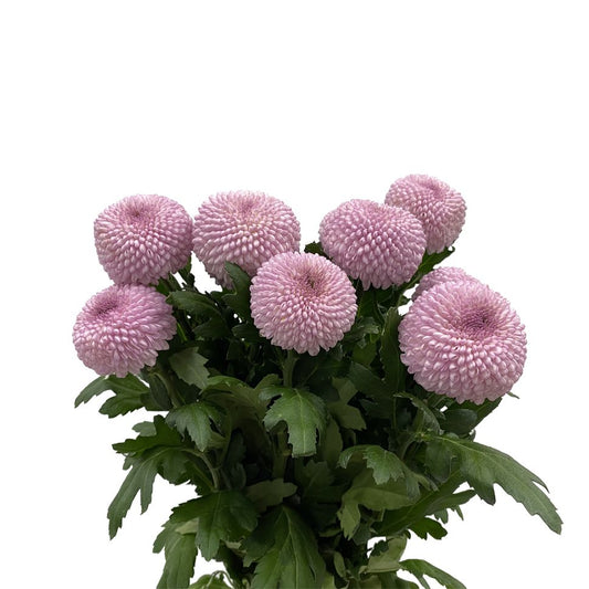Chrysanthemum Pingpong Pink Per Stem