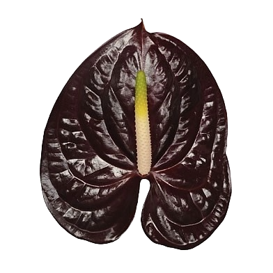 Anthurium Showtime Per Stem