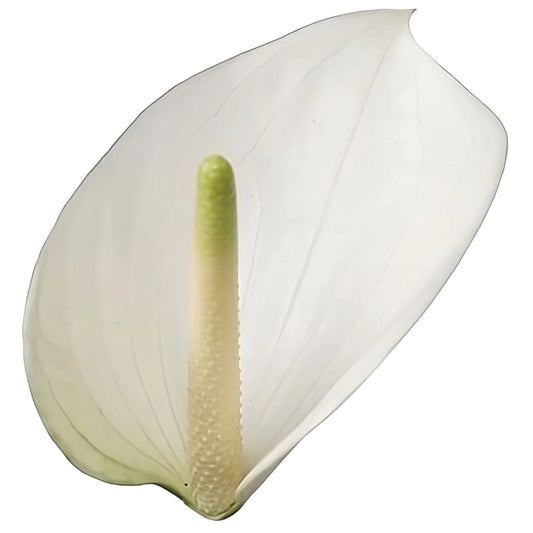 Anthurium Whisper Per Stem