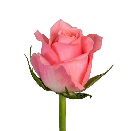 Rose Ace Cerise Per Stem