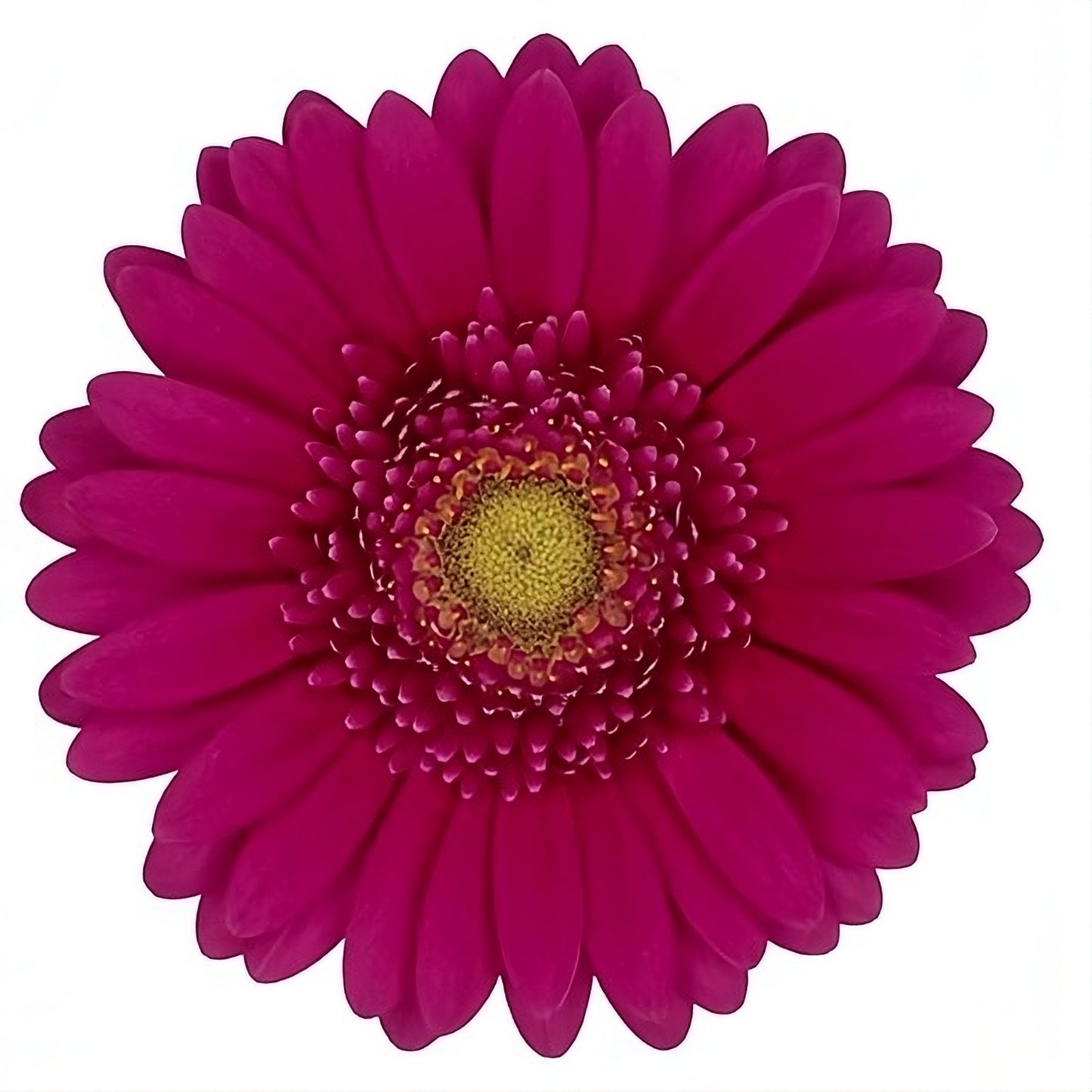 Gerbera Airplay