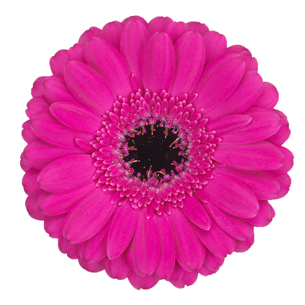 Gerbera Mini Anna