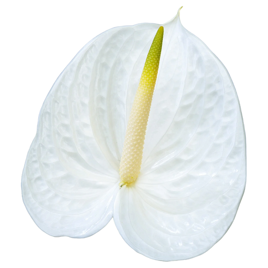 Anthurium White