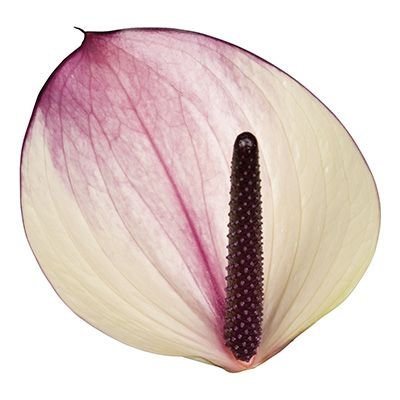 Anthurium Maxima Violeta Per Stem