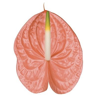 Anthurium Sante Royal Per Stem