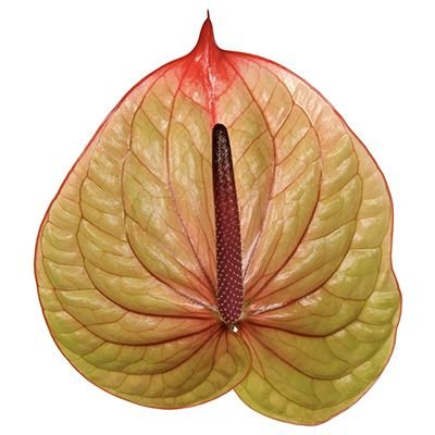 Anthurium Tequila Per Stem