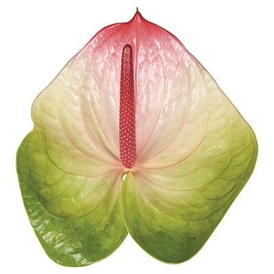 Anthurium Zafira Per Stem