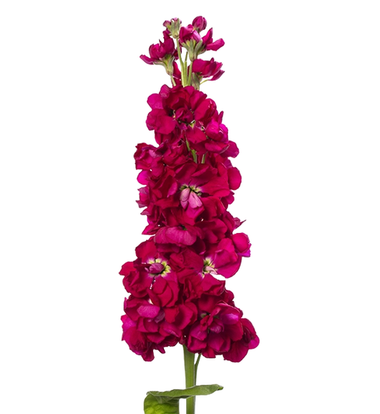 Matthiola Red Per Stem