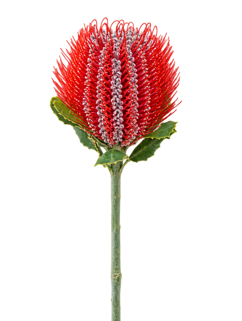 Banksia scarlet per stem