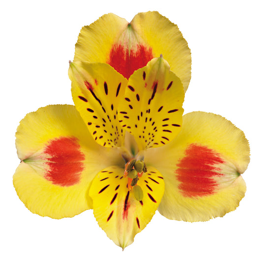 Alstromeria Bali Per Stem