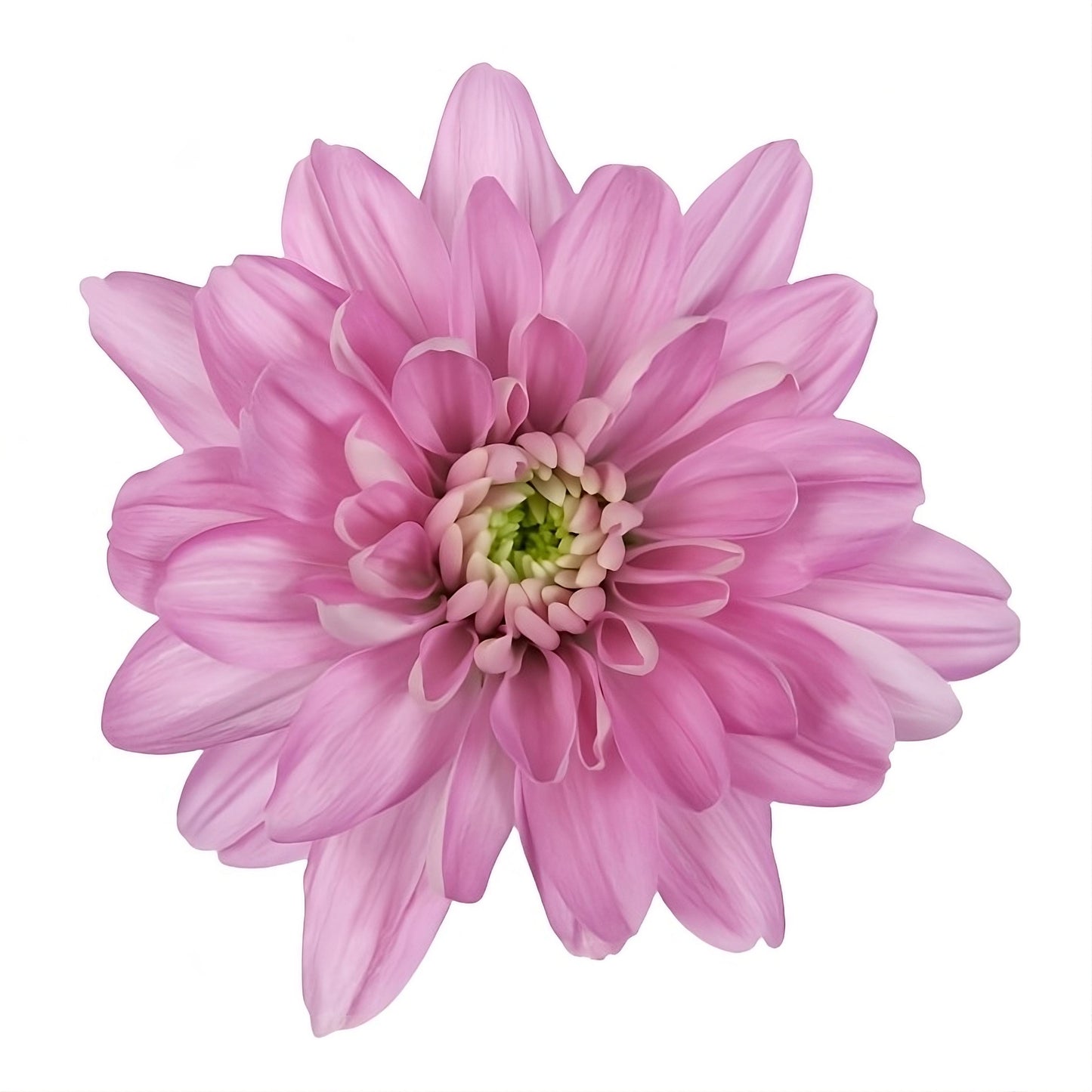 Chrysanthemum Sprays Calabria Pink Per Stem
