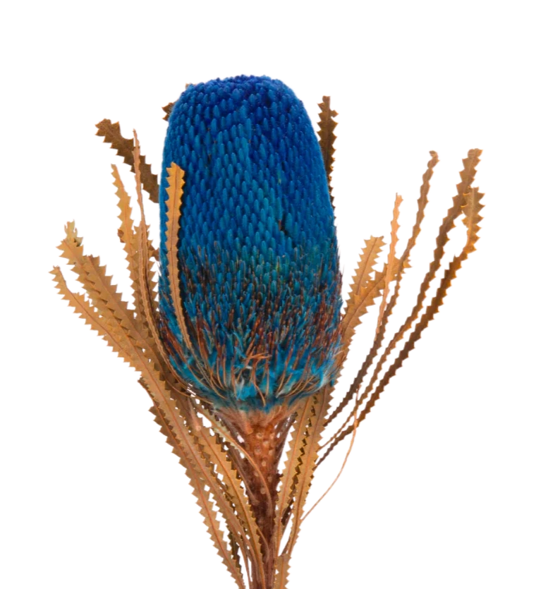 Banksia Blue per Stem