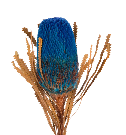 Banksia Blue per Stem