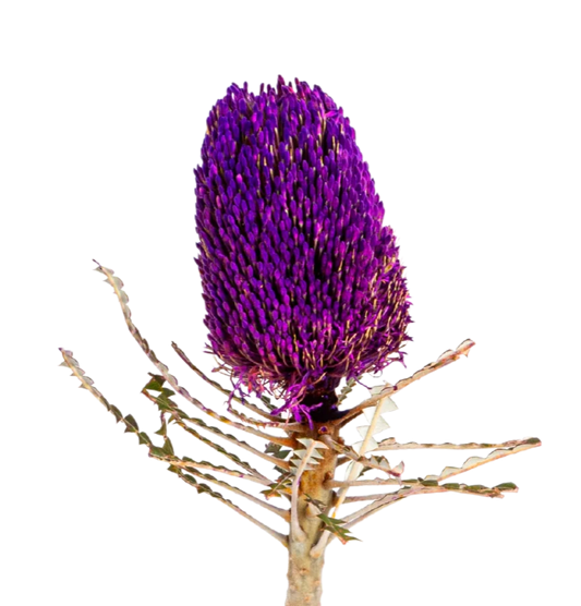 Banksia Purple per stem