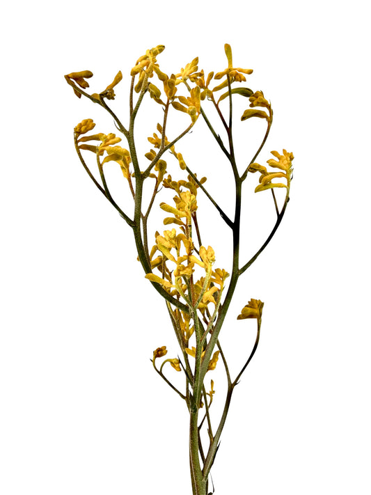 Kangaroo paw yellow per stem